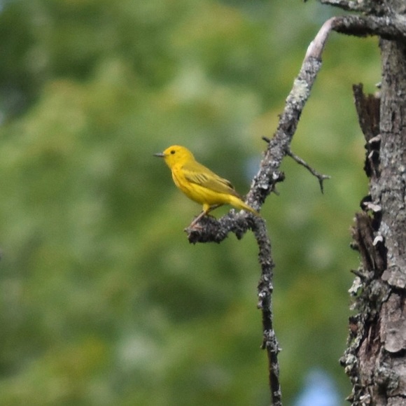 Meet your Posher, Rachel - Picture 4 of 16